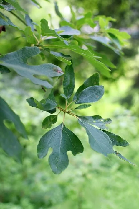 Sassafras Kombucha — Well Folk Revival